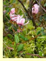 Клюква (Охусосс us palustris Pers.) Клюква (Охусосс us palustris Pers.)